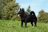 SCHIPPERKE 713